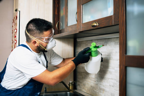 Best Affordable Pest Control Services  in Black Forest, CO