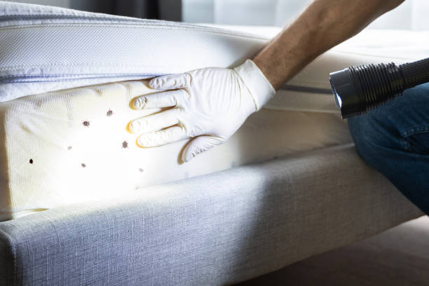 Best Commercial Pest Control Services  in Black Forest, CO