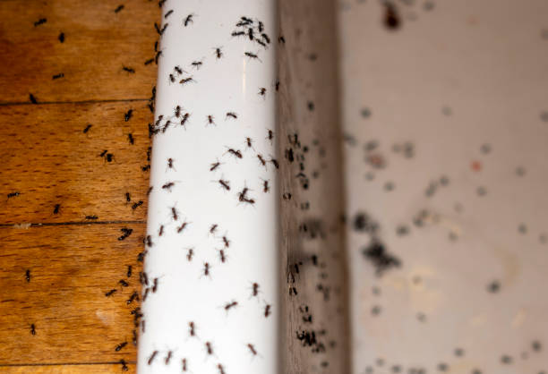 Best Pest Control Near Me  in Black Forest, CO