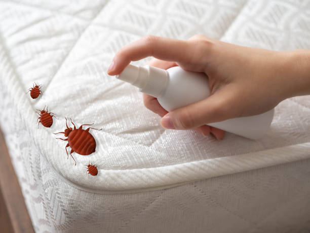 Best Pest Prevention Services  in Black Forest, CO